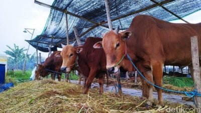 Sapi PMK