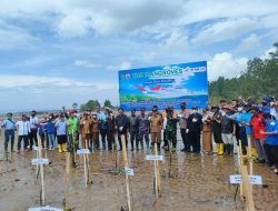 PAMA-Lanal Sangatta Tanam 7.700 Mangrove di Pantai Kenyamukan