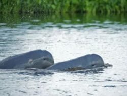 Lindungi Pesut Mahakam, Kukar Siapkan Kawasan Konservasi