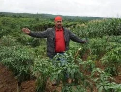 Tingkatkan Produksi Jahe, Distanak Kukar Siapkan 10 Hektare Lahan
