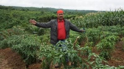 Tingkatkan Produksi Jahe, Distanak Kukar Siapkan 10 Hektare Lahan
