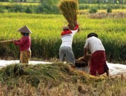 Desa Margahayu Maksimalkan Potensi Pertanian