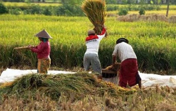 Desa Margahayu maksimalkan sektor pertanian