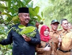 Kopi Luwak Produksi Desa Perangat Baru Tarik Peminat Luar Kalimantan