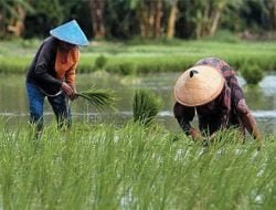 Menilik Potensi Sektor Pertanian di Desa Giri Agung