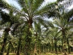 Begini Cara PemDes Benua Puhun Tingkatkan Ekonomi Warga