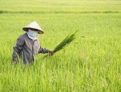 100 Hektare Lahan Pertanian Akan Dicetak PemDes Benua Puhun