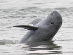 Nikmati Susur Danau Sembari Melihat Pesut Mahakam di Desa Wisata Pela