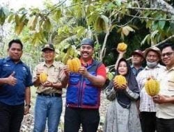 PemDes Batuah Akan Lakukan Pengembangan Potensi Perkebunan Buah Lai