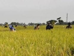 Desa Loa Duri Ulu Kembangkan Pertanian di Lahan Bekas Tambang