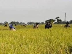 Desa Loa Duri Ulu Kembangkan Pertanian di Lahan Bekas Tambang