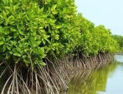 PemDes Sepatin Gencarkan Pengembangan Wisata Mangrove