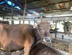 Pemprov Pastikan Hewan Kurban di Kaltim Aman Konsumsi