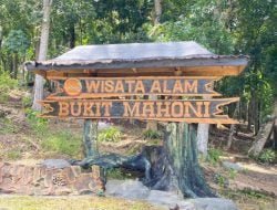 Menilik Keindahan Alam di Bukit Mahoni