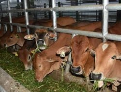 Enam Kecamatan Dapat Bimbingan Penggemukan Sapi Jantan dari Distanak