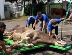 COVID-19 Usai, Pemkab Izinkan Pemotongan Hewan Kurban Secara Terbuka
