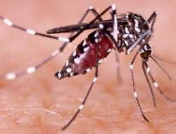 DBD Mewabah, Dua Kelurahan di Samarinda Ini Rawan Terjangkit