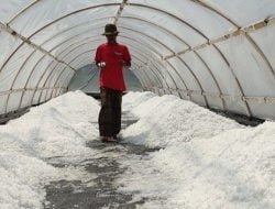 Desa Kersik Miliki Potensi Pengembangan Pada Produk Garam