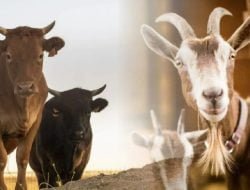 Menjelang Iduladha, Distanak Pastikan Ketersediaan Hewan Kurban Aman