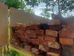 Nekat Bawa Kayu Ilegal, Dua Pria Ditangkap di Kebun Kelapa Sawit