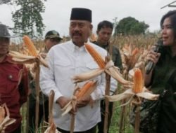Bupati Kukar Hadiri Panen Jagung Hibrida di Desa Kota Bangun II
