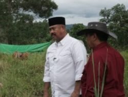 Bupati Tinjau Pusat Pengembangan Peternakan Sapi di Lebaho Ulaq