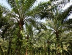 Kerjasama dengan PT Rea Kaltim, Warga Gunung Sari Kantongi Rp 3 Juta Tiap Bulan