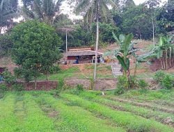 Wisata Sawah Sudut Pandang, Tempat Cuci Mata Baru di Samarinda, Pemandangannya Bikin Aduhai