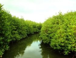 Desa Saliki akan Kelola Kawasan Mangrove lewat BUMDes  