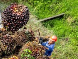 Tingkatkan Kualitas Kebun Sawit, Disbun Kukar Gencarkan Program STD-B