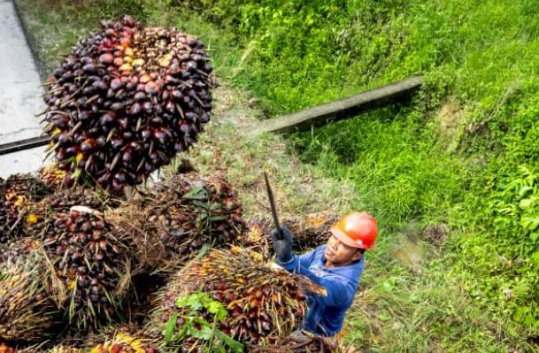 Disbun Kukar tingkatkan kualitas kebun sawit