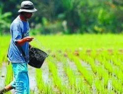 Dapat ADK Rp 800 Juta, Maluhu Prioritaskan Pembangunan Sektor Pertanian