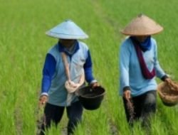 Pemdes Loh Sumbar Dorong Pemuda Bergelut di Industri Pertanian