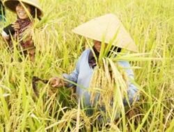 Dukung Petani Desa Jembayan, Pemkab Kukar Salurkan Sarpras Pertanian