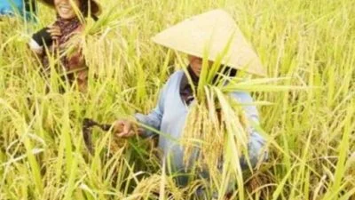 bantuan petani di desa jembayan