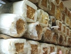 Pemerintah Kelurahan Melayu Beri Pendampingan Pembudidaya Jamur Tiram