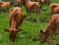 Lahan Bekas Tambang di Sangasanga Akan Dijadikan Lokasi Peternakan Sapi