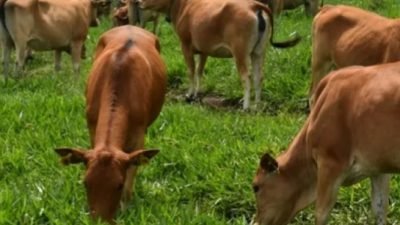 lahan bekas tambang untuk peternakan sapi