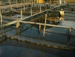 Desa Ponoragan, Penghasil Bibit Ikan Mas dan Nila Terbesar di Kaltim