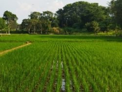 Muara Kaman Jadi Pilot Project Kawasan Pertanian Terintegrasi