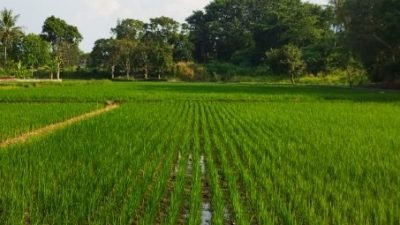 Muara Kaman Jadi Pilot Project Kawasan Pertanian Terintegrasi