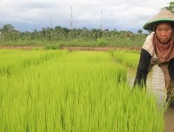 Menuju Swasembada Pangan, Tenggarong Seberang Perkuat Sektor Pertanian Padi
