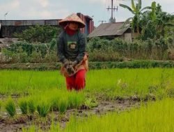Sektor Pertanian di Kota Bangun Darat Tumbuh, Bukti Nyata Keberhasilan Pemkab Kukar