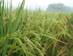 Luas Lahan Pertanian di Rapak Lembur Membuat Produktivitas Pangan Melimpah