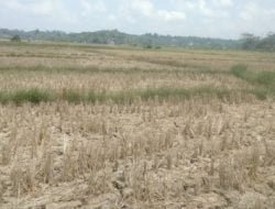 Muara Kaman Bersiap Jadi Lumbung Pangan Kaltim