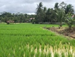 Rendi Solihin: Rp 700 Miliar untuk Revitalisasi Sektor Pertanian Kukar