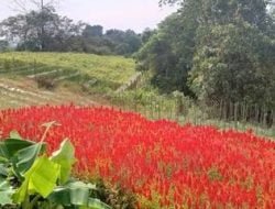 Agrowisata Swargo Tani, Permata Tersembunyi di Desa Tani Bhakti