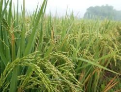 Desa Rapak Lambur Berkomitmen Menjadi Lumbung Pangan Kukar