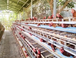 Desa Loa Duri Ilir Mendorong Ketahanan Pangan Melalui Peternakan Ayam Petelur