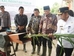Pemprov Kaltim Resmikan Kandang Intensive Farming, Upaya Kurangi Ketergantungan Daging Sapi Luar